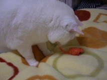 nyan