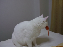 nyan