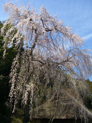 高麗神社　しだれ桜