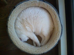 まーるい