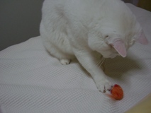 nyan