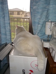 良い眺めにゃん♪