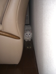こんなところに｡｡｡