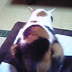 なな