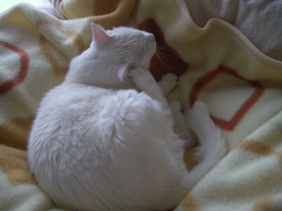 みみがかゆにゃん♪