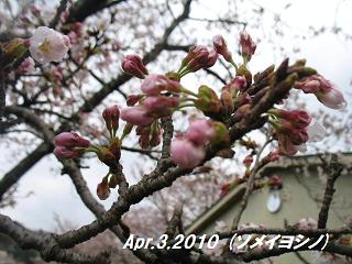 sakura201043