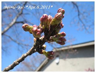 Apr.7.2011桜