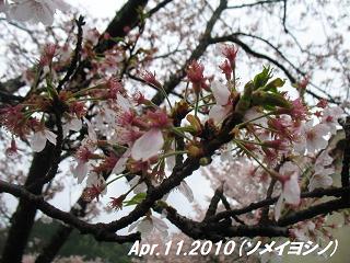 sakura2010411