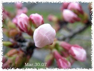 桜観察１８