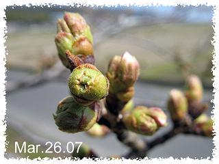 桜観察１５