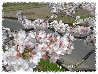 桜観察２４