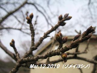 sakura2010312