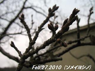 sakurafeb.27.2010