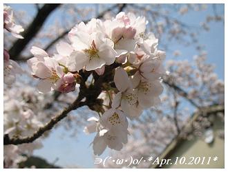 Apr.10.2011桜