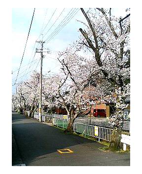 enokigawa3