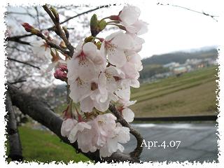 桜観察２０