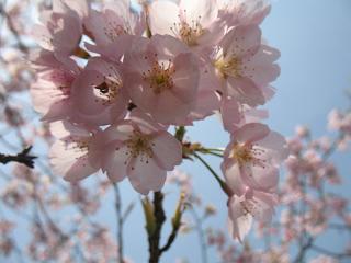 色違いの桜