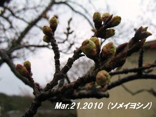 sakura2010321