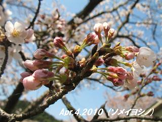 sakura201044