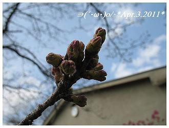 Apr.3.2011桜