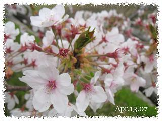 桜観察２７