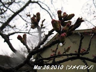 sakura2010326