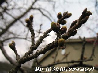 sakura2010316