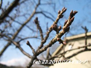 sakura feb.23.