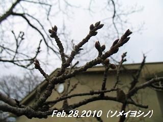 sakurafeb282010