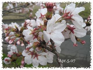 桜観察２１