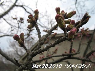 sakura2010328