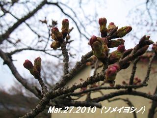 sakura2010327