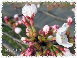 桜観察１９