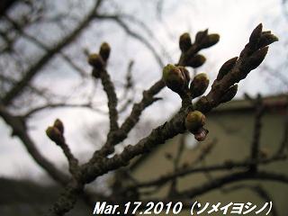 sakura2010317