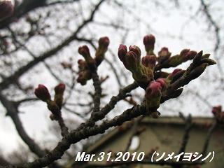 sakura2010331