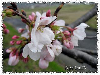 桜観察１９