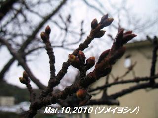 sakura2010310