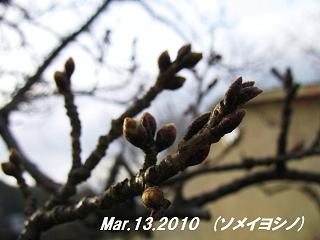 sakura2010313