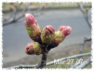 桜観察１６