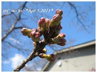 Apr.5.2011桜