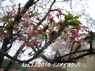 sakura2010413