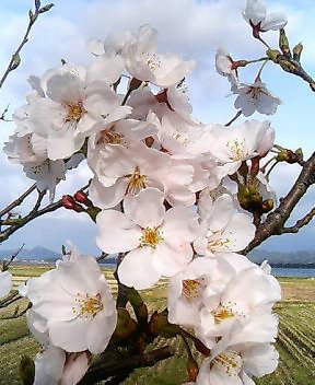gobusaki