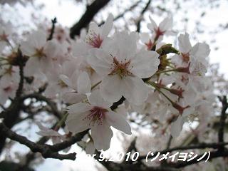 sakura201049