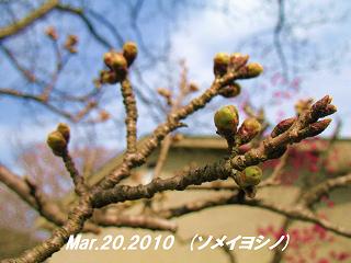 sakura2010320