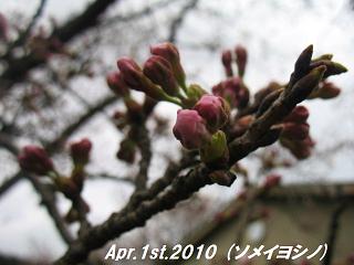 sakura201041