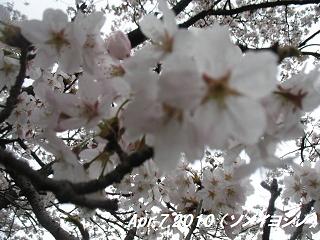 ｓａｋｕｒａ２０１０４７