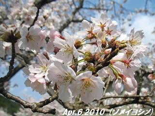 sakura201046