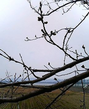 tubomi