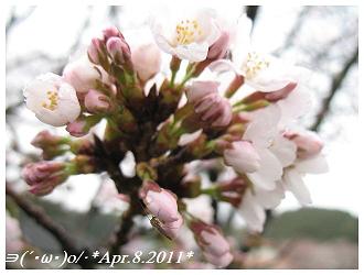 Apr.8.2011桜