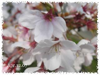 桜観察２６